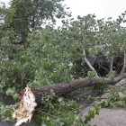 В Пензе на улице Лермонтова дерево упало на провода