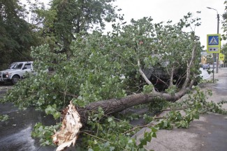 В Пензе на улице Лермонтова дерево упало на провода
