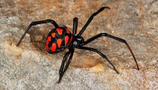 В Пензе обнаружили пауков-убийц
