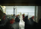 Жителю Пензенской области грозит 2 года колонии за кражу гуся и утки