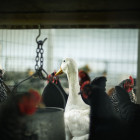 Жителю Пензенской области грозит 2 года колонии за кражу гуся и утки
