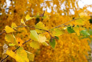 Какая погода ожидается в Пензенской области в первый день октября?