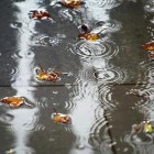 15 октября в Пензенской области пройдут дожди