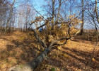 В Пензенской области раздавило деревом 43-летнего мужчину