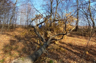В Пензенской области раздавило деревом 43-летнего мужчину