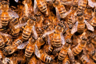 В Пензе рой пчел напал на женщину