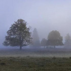 Завтра Пензенскую область накроет густой туман