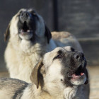 Пензенцы жалуются на стаи агрессивных собак, бродящих по городу
