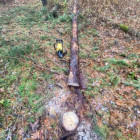 Страшное ЧП под Пензой: пенсионера раздавило деревом