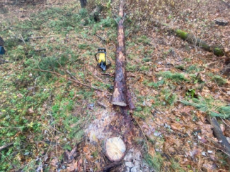 Страшное ЧП под Пензой: пенсионера раздавило деревом