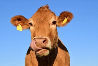 Пытаясь купить корову, житель Пензы попался на уловку мошенников