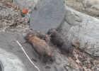 В Пензе вытащили из канализационного колодца трех щенков. ФОТО