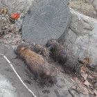 В Пензе вытащили из канализационного колодца трех щенков. ФОТО