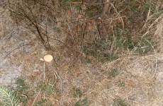 В Пензенской области оштрафуют срубившего новогодние елки нарушителя 