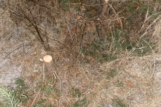 В Пензенской области оштрафуют срубившего новогодние елки нарушителя 