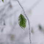 Какая погода ожидается в Пензенской области 24 декабря?