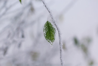 Какая погода ожидается в Пензенской области 24 декабря?