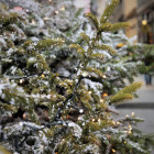 В Пензе молодые люди пошли на кражу новогодней елки 