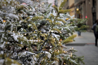 В Пензе молодые люди пошли на кражу новогодней елки 
