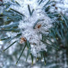 Какая погода ожидается в Пензенской области 28 декабря?