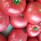 В Пензе появится больше томатов из-за антитурецких санкций 