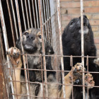 В Пензенской области откроют четыре новых приюта для бездомных животных