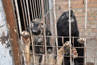 В Пензенской области откроют четыре новых приюта для бездомных животных