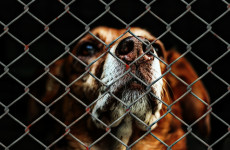 Собачье дело. Почему в Пензенской области расплодились бездомные животные