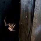 Жители Пензы обеспокоены появлением огромных пауков-мутантов