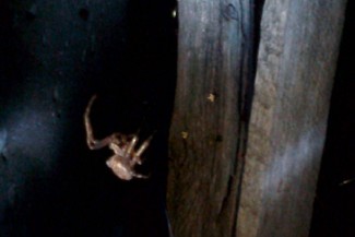 Жители Пензы обеспокоены появлением огромных пауков-мутантов