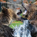 Пензенцев приглашают в зоопарк на день рождения бурых медведей
