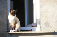В Пензе спасли кота, выпавшего из окна девятого этажа