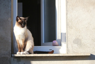 В Пензе спасли кота, выпавшего из окна девятого этажа