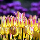 Двадцать тысяч цветов – в мэрии рассказали, как украсят Пензу к 9 мая