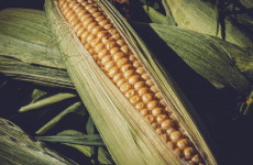 Импортозамещение в действии: пензенские аграрии закупились семенами кукурузы в России