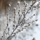 Пензенцев предупреждают о заморозках в последний день апреля