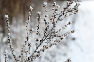 Пензенцев предупреждают о заморозках в последний день апреля