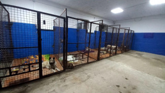 В Пензенской области потратят миллион на стерилизацию бродячих собак