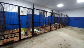 В Пензенской области потратят миллион на стерилизацию бродячих собак