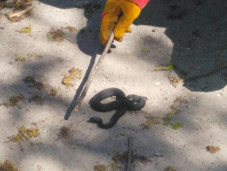 Возле одного из пензенских ТЦ поймали ядовитую змею. ФОТО