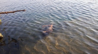 В Пензе на Маяке утонул мужчина 