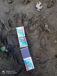 В никольских лесах появились страшные звери: пензенских охотников предупредили об опасности