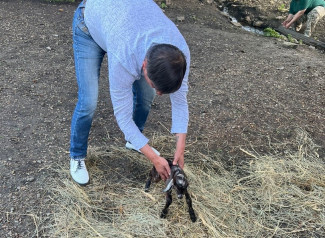 В Пензе директор зоопарка принял роды у козы. ВИДЕО
