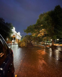 После ночной грозы в Пензе дерево парализовало улицу Володарского 