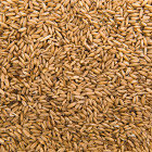 В Пензенской области планируется произвести не менее 2,5 млн тонн зерна в год