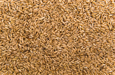 В Пензенской области планируется произвести не менее 2,5 млн тонн зерна в год
