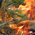 В Пензенской области прогнозируется высокая пожарная опасность лесов