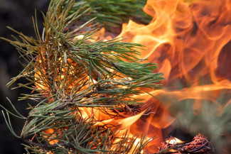 В Пензенской области прогнозируется высокая пожарная опасность лесов