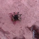 В Пензе в луже крови обнаружили огромного паука