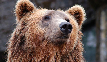 Осторожно, хищники! В одном из районов Пензенской области обнаружен бурый медведь